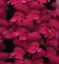 Antirrhinum Cool Crimson