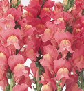 Antirrhinum Cool Rose