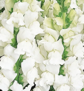 Antirrhinum Cool White