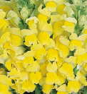 Antirrhinum Cool Yellow