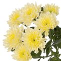 Chrysanthemum  Baltica Cream Lemon