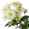 Chrysanthemum  Baltica Lime