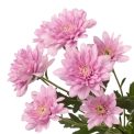 Chrysanthemum  Baltica Pink