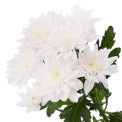 Chrysanthemum  Baltica White