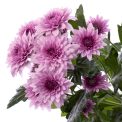 Chrysanthemum  Dante Dark