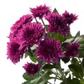 Chrysanthemum  Dante Purple