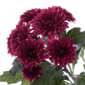 Chrysanthemum  Dante Red