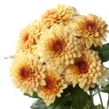 Chrysanthemum  Dante Yellow