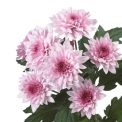 Chrysanthemum  Dante