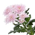 Chrysanthemum  Rocca Pink