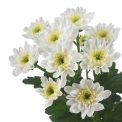 Chrysanthemum  Rocca White