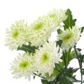 Chrysanthemum Zembla Lime