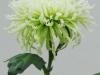Anastasia Lime Disbud Chrysanthemum