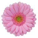 Gerbera Mini Kimsey