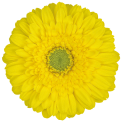 Gerbera Mini Okidoki