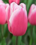 Milkshake Tulip