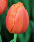 Orange Juice Tulip