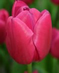 Pink Ardour Tulip