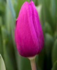 Purple Raven Tulip