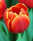 Verandi Tulips